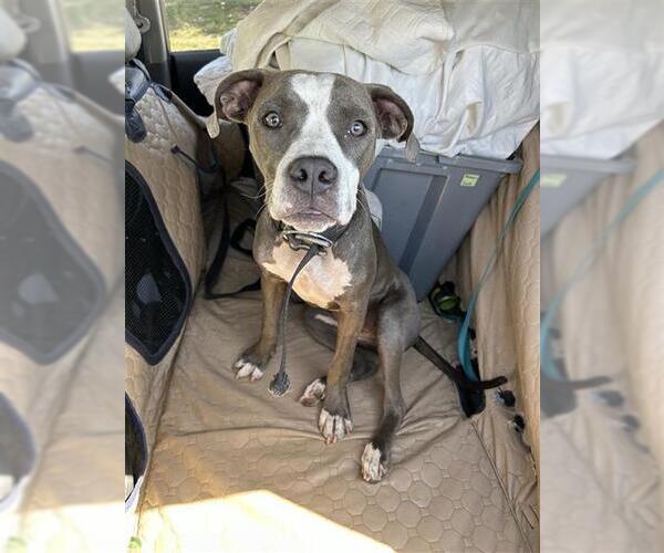 Medium Photo #1 American Staffordshire Terrier Puppy For Sale in San Antonio, TX, USA