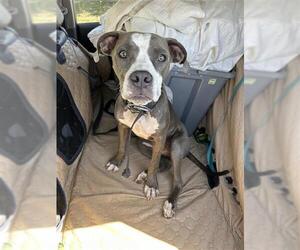 American Staffordshire Terrier Dogs for adoption in San Antonio, TX, USA
