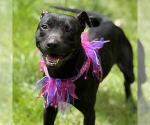 Sammy - Female Mutt Dog for Adoption - Photo #9