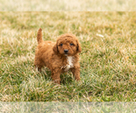 Small Photo #4 Goldendoodle (Miniature) Puppy For Sale in TOPEKA, IN, USA