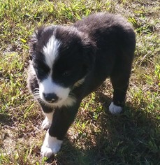 American Staghound Puppy for sale in HIGH POINT, NC, USA