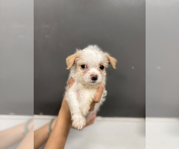 Medium Photo #1 Poodle (Miniature)-Unknown Mix Puppy For Sale in Studio City, CA, USA