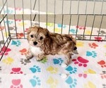 Small #6 Morkie