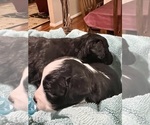 Small Photo #19 Aussiedoodle Miniature  Puppy For Sale in GOSHEN, OH, USA
