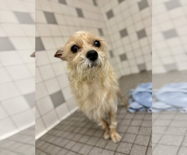Medium Photo #2 Cairn Terrier-Unknown Mix Puppy For Sale in San Francisco, CA, USA