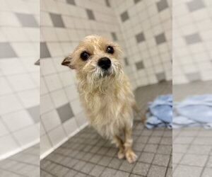 Pikachu - Female Cairn Terrier-Unknown Mix Dog for Adoption - Photo #2