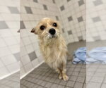 Small #1 Cairn Terrier Mix