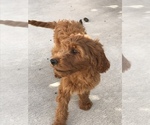 Small Photo #2 Goldendoodle Puppy For Sale in CO SPGS, CO, USA