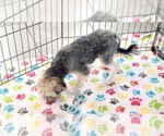Small #5 Morkie