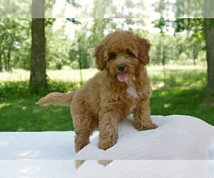 Cocker Spaniel-Poodle (Miniature) Mix Puppy for sale in SALEM, MO, USA