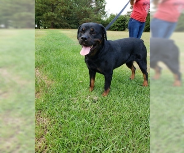 Medium Photo #2 Rottweiler Puppy For Sale in ANGIER, NC, USA