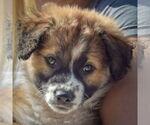 Small #5 Sheprador
