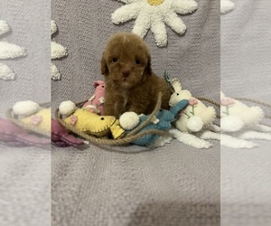Poodle (Toy) Puppy for Sale in SYLMAR, California USA