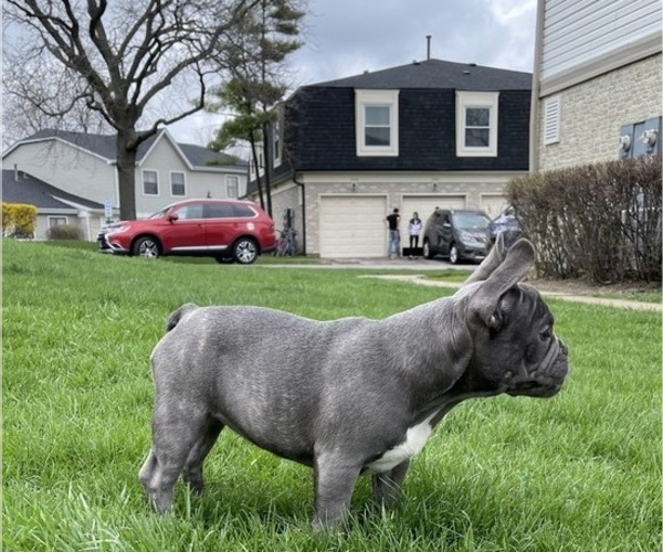 Medium Photo #10 French Bulldog Puppy For Sale in PALATINE, IL, USA