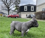 Small Photo #10 French Bulldog Puppy For Sale in PALATINE, IL, USA
