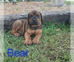 Small #1 Doberman Pinscher-Mastiff Mix