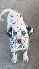 Dalmatian Puppy for sale in LEMON GROVE, CA, USA