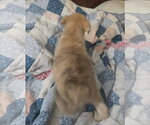 Small Photo #4 Cairn Terrier-Unknown Mix Puppy For Sale in Oakhurst, NJ, USA