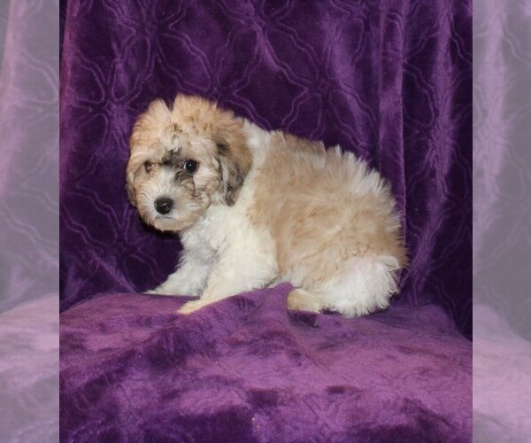 Medium Photo #7 Zuchon Puppy For Sale in BLOOMINGTON, IN, USA