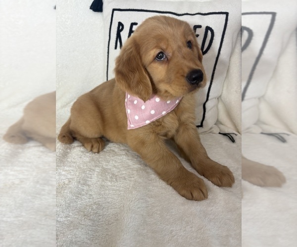 Medium Photo #5 Golden Retriever Puppy For Sale in GREENFIELD, IN, USA
