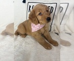 Small #4 Golden Retriever