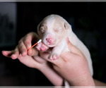 Small #3 Border Collie