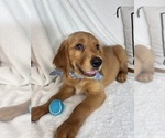 Small #4 Golden Retriever