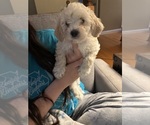 Small Poodle (Toy)