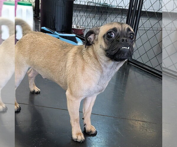 Medium Photo #2 Pug-Unknown Mix Puppy For Sale in Vail, AZ, USA