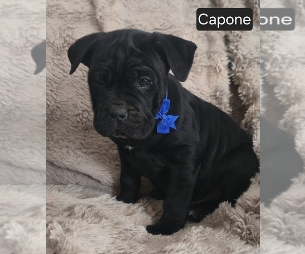 Medium Photo #7 Cane Corso Puppy For Sale in MINERAL WELLS, WV, USA