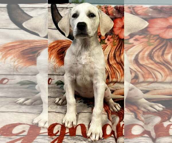 Medium Photo #1 Labrenees Puppy For Sale in Pryor, OK, USA