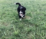 Small Photo #10 Aussiedoodle Miniature  Puppy For Sale in UNIONVILLE, IA, USA