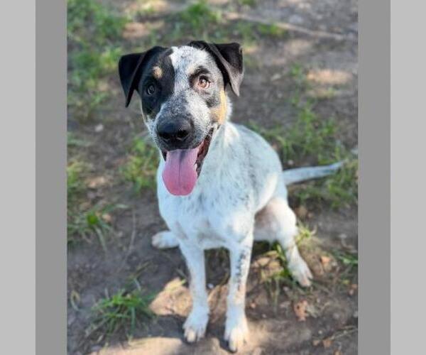 Medium Photo #2 Labrador Retriever-Unknown Mix Puppy For Sale in Conroe, TX, USA