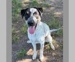 Small #1 Labrador Retriever Mix