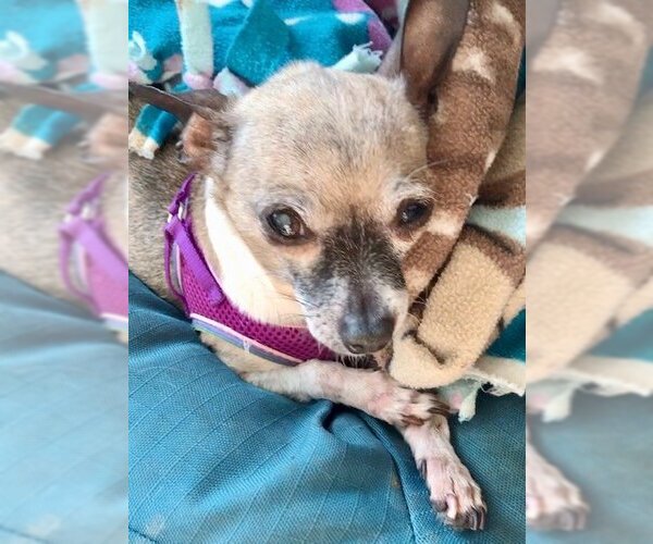 Medium Photo #4 Chihuahua Puppy For Sale in Lincolnwood, IL, USA