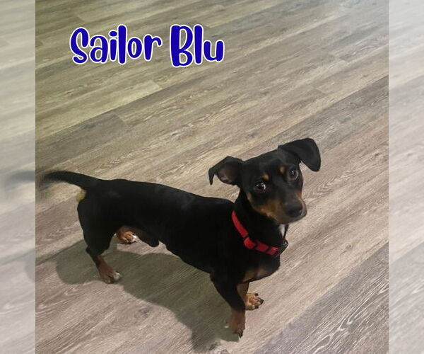 Medium Photo #8 Dachshund Puppy For Sale in San Antonio, TX, USA