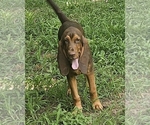 Image preview for Ad Listing. Nickname: Betsy