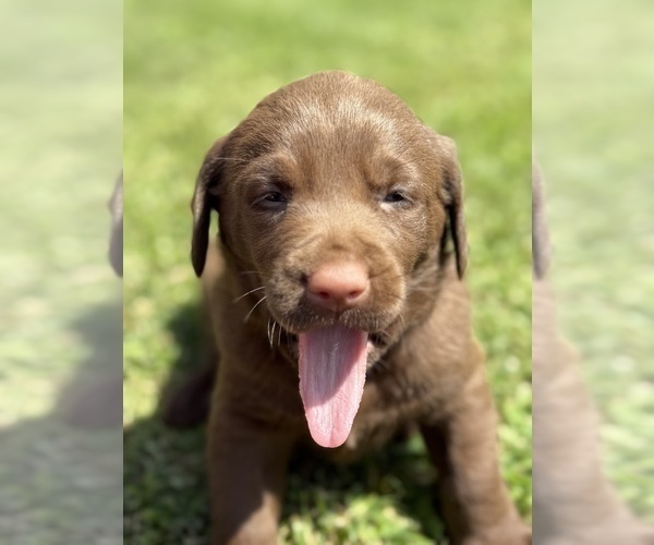 Medium Photo #6 Labrador Retriever Puppy For Sale in CLINTWOOD, VA, USA