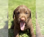 Small #5 Labrador Retriever