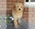Small Photo #6 Maltipoo Puppy For Sale in MILLERSBURG, OH, USA