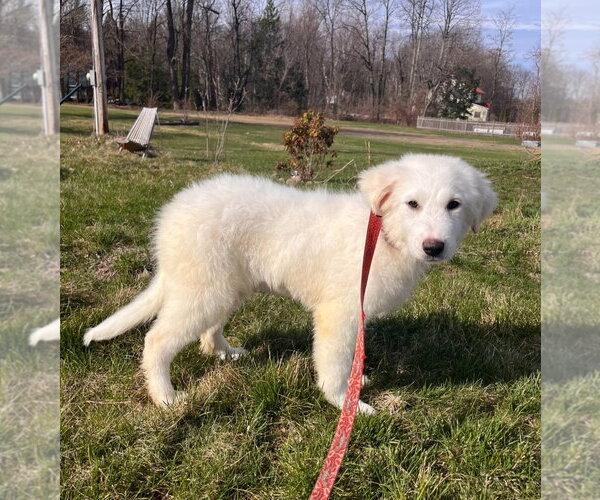 Medium Photo #4 Great Pyrenees-Unknown Mix Puppy For Sale in Croydon, NH, USA