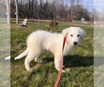 Small #3 Great Pyrenees Mix