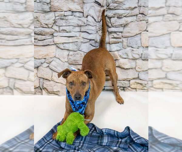 Medium Photo #3 Mutt Puppy For Sale in Kennesaw, GA, USA