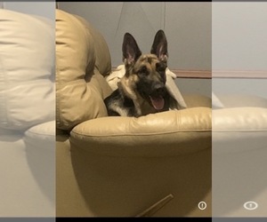 Mother of the German Shepherd Dog puppies born on 05/11/2026