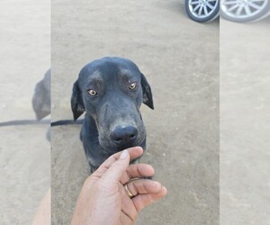 Father of the Cane Corso-Doberman Pinscher Mix puppies born on 08/04/2025