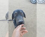 Small Photo #1 Cane Corso-Doberman Pinscher Mix Puppy For Sale in HOMELAND, CA, USA