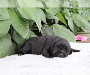 Golden Retriever Puppy for sale in HYDE PARK, VT, USA