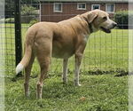 Small #1 Labrador Retriever Mix