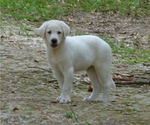 Small #29 Akbash Dog