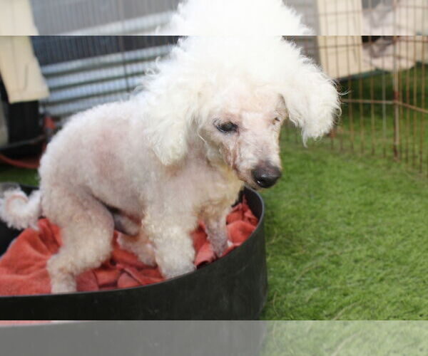 Medium Photo #3 Poodle (Toy) Puppy For Sale in Imperial Beach, CA, USA